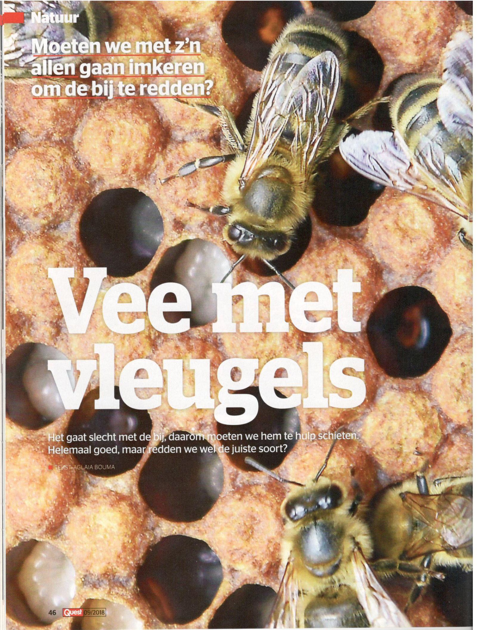 Vee met vleugels